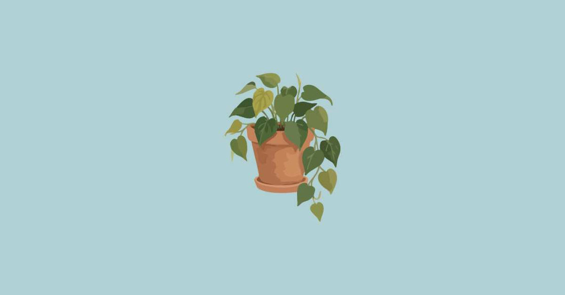 Plantes anti-moustiques d'intérieur : vraiment efficaces ?