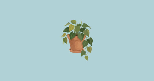 Plantes anti-moustiques d'intérieur : vraiment efficaces ?