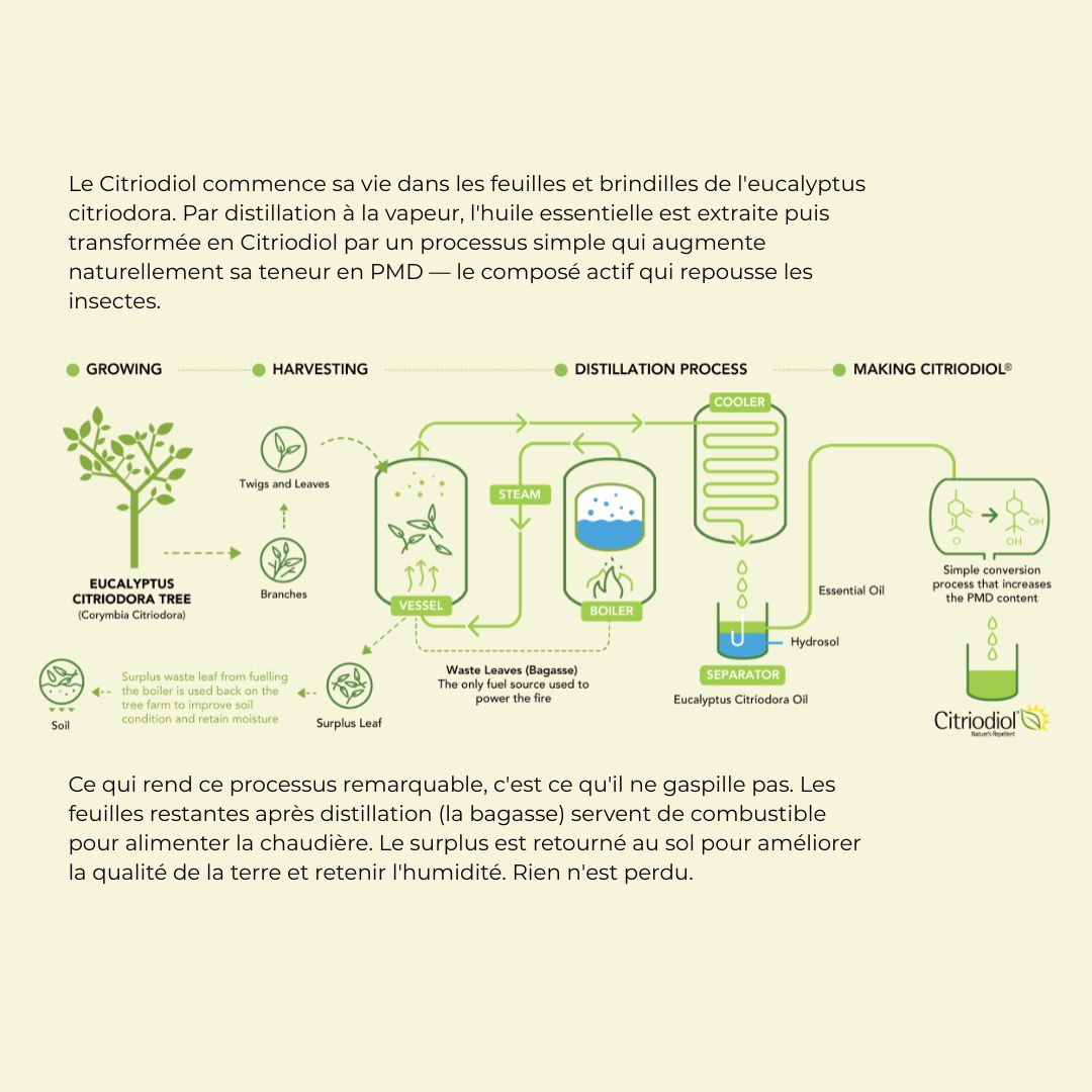 Schéma du processus de fabrication du Citriodiol — de l'eucalyptus citriodora à l'ingrédient actif naturel par distillation à la vapeur